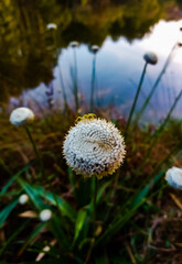 dandelion in the grass