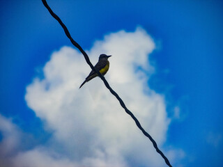 bird on a branch