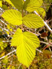 autumn leaves in the forest