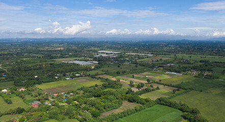 top view forest background, big tree