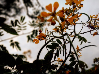 autumn leaves on a branch