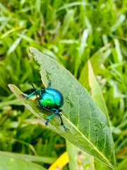 bug on a leaf