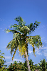 Coconuts on a lone tree with beautiful clear blue sky background.