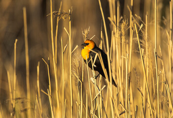 Yellow headed blackbird