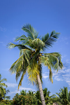 Coconuts on a lone tree with beautiful clear blue sky background. © lalam