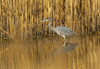 Great Blue Heron
