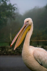 Great White Pelican  on hazy autumn day