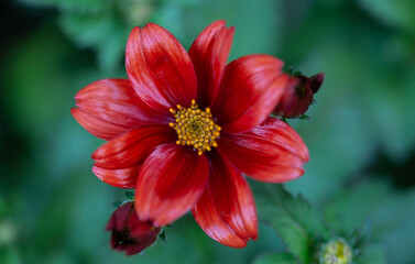 red flower