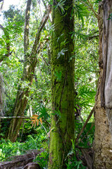 Fototapeta premium tree in the woods