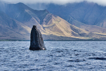 Large humpback whales spy-hopping.