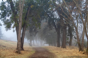 Path in the Fog