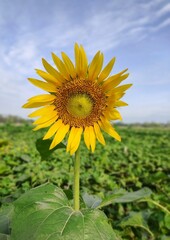 sunflower in the garden 