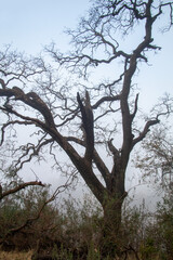 Fototapeta na wymiar Gnarled old Oak in the fog
