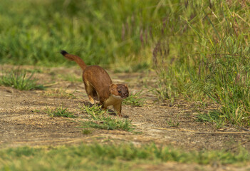 Fototapeta premium Ermine / Stoat
