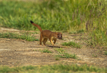 Ermine / Stoat