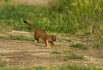 Ermine / Stoat