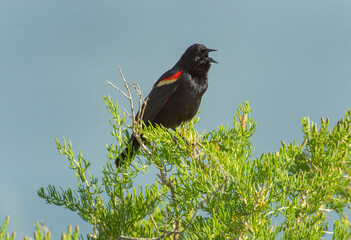 Red winged blackbird
