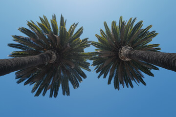 Naklejka na ściany i meble Palms texture. Tropical palm leaf background, coconut palm trees. Summer tropical island, vacation pattern.