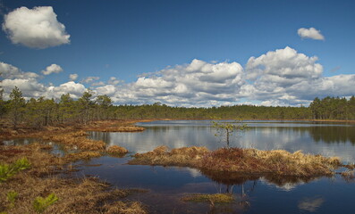 Kalnansu swamp with lake in sunny spring day, Kabile, Latvia.
