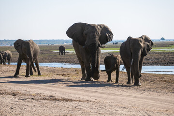 水辺のアフリカ象の親子、正面