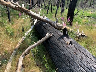 Pink Flowers Blooming Around Burned Log After Forest Fire in Yosemite National Park