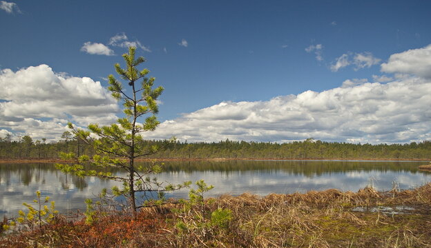 Kalnansu swamp with lake in sunny spring day, Kabile, Latvia.