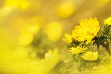 春の訪れをつげる里の花