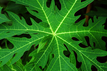 papaya green leaf background