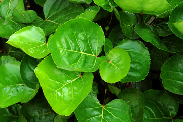 green leaves background