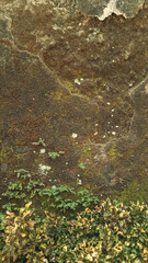 autumn leaves on the water