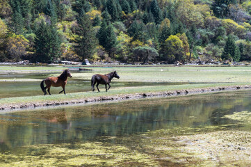 Two horses on the grass by the river