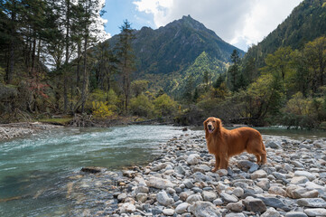 Beautiful lake and mountains, golden retriever standing by the river
