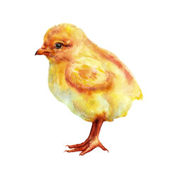 Watercolor Illustration. Chick - 466231302