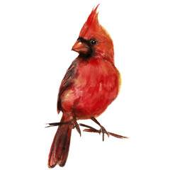 Watercolor Illustration. Red Cardinal. - 466231312