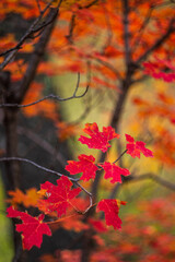 Vibrant red maple leaves on branch in forest