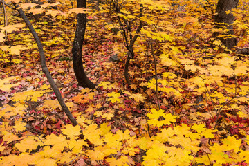 Dense forest of yellow and red autumn colored leaves