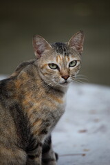 tabby, cat, animal, pet, 