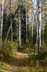 A path in the autumn forest with birches and fir trees