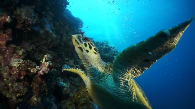 Sea tortoise turtle on background colorful corals underwater in Red Sea. Swimming in world of beautiful wildlife of reefs and algae. Inhabitants in search of food. Relax diving in Ocean.
