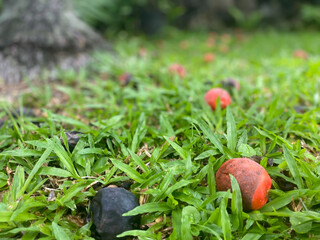 Greenery background of nature plant and leaf