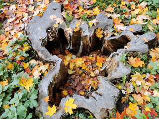 An old textured stump from a large tree, inside and around the fallen bright maple leaves