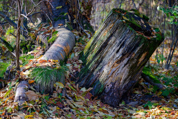 A twisting root of a living tree and an old stump covered with moss among fallen leaves in the autumn sun