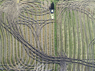 Aerial view. Tractor mowing paddy field in Asia