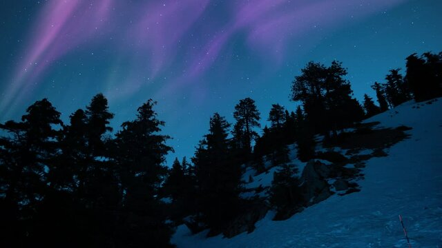 Aurora Purple Over Pine Forest Silhouette 02 Loop
