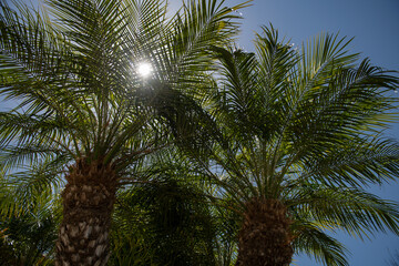 Green leaves foliage pattern texture in a jungle. Palm leaf texture, palm coconut foliage nature...