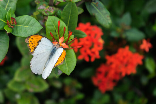 ツマベニチョウ Images – Browse 62 Stock Photos, Vectors, and Video