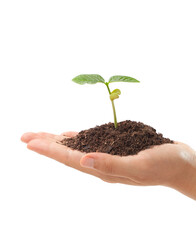 hand with plant and soil isolated on white background.