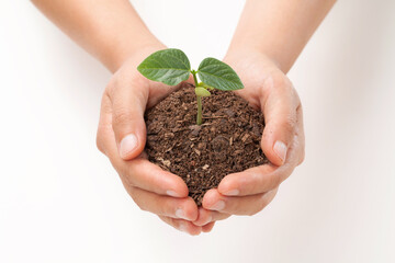 hands holding a seedling bean and soil on white background.