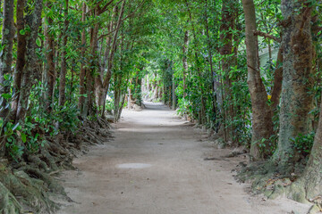 Fototapeta na wymiar 沖縄、備瀬のフクギ並木