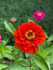 Orange Elegant Zinnia with several smaller zinnias in background